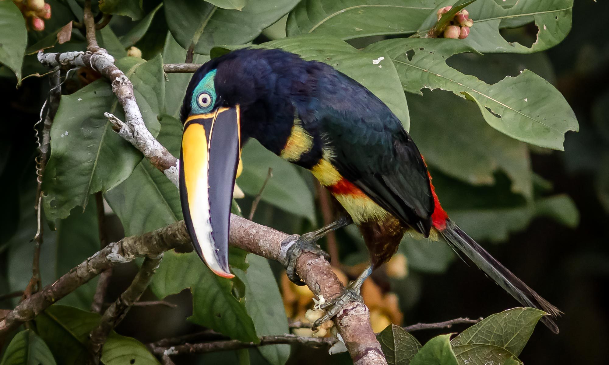 Bird-Many Banded Aracari