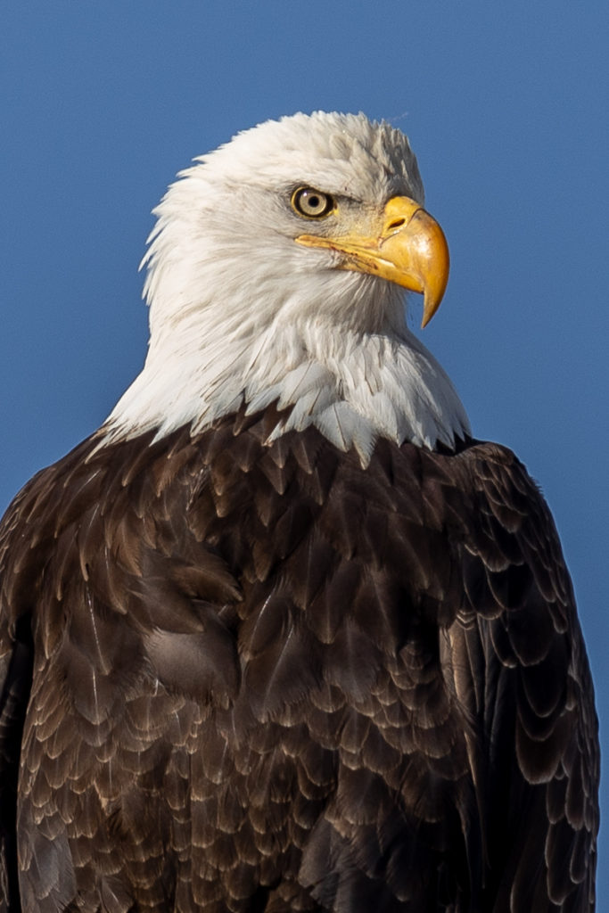 Sierra Valley in Northern California is noted for its raptors.