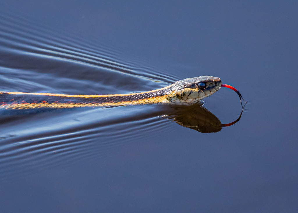 https://www.forwardsphotos.com/wp-content/uploads/2021/03/Garter-Snake-1024x731.jpg